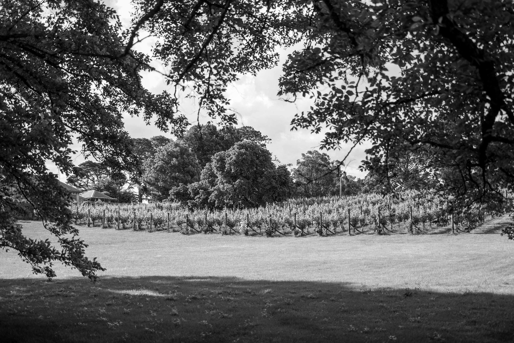 St Agnes gardens at dusk, Kyneton